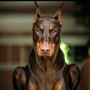 Meet your Posher, Billy